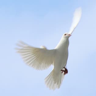 Perspectives on Pentecost