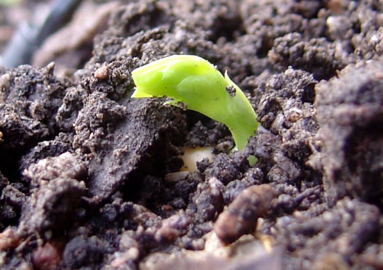 Dynamics of Church Planting