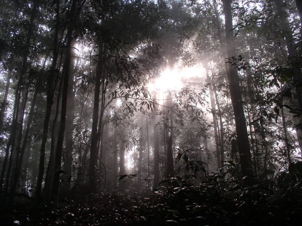 Genesis 2:4-7 — Creation Expanded