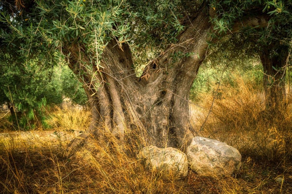 All Israel Shall be Saved: Interpretations of Romans 11