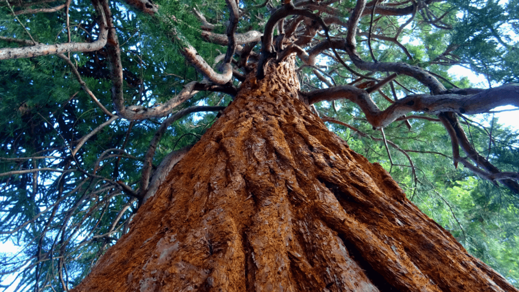 The Wonderful Tree