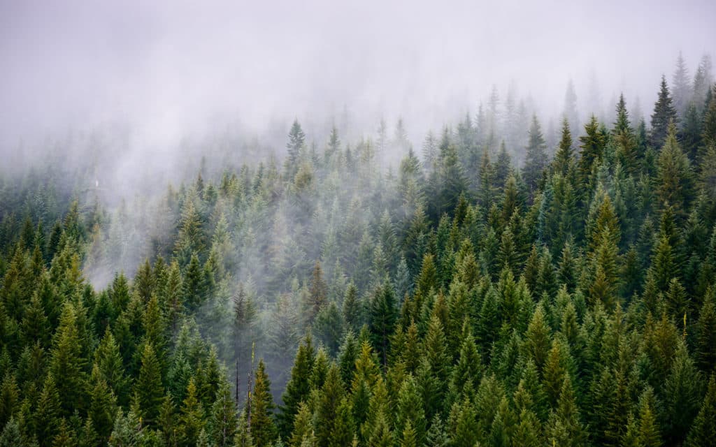 Christian Reconstruction in the Pacific Northwest