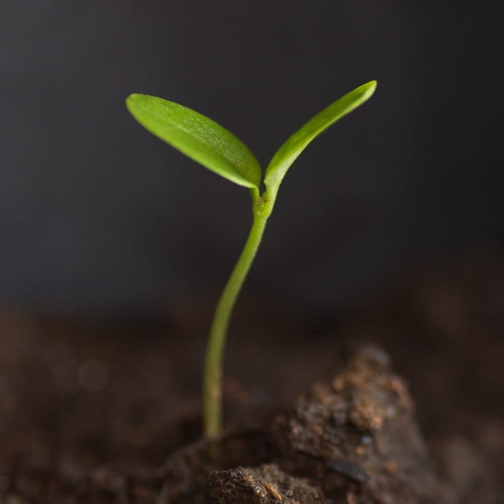 Church Planting