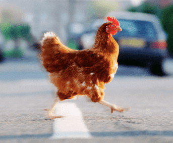 Am I Chicken for Not Attending Chick-fil-A Appreciation Day?