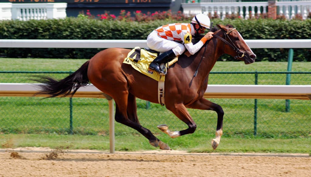 Thoroughbred Believers