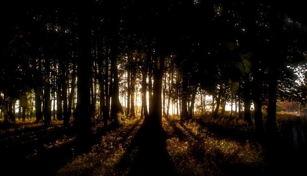 Joy-Full Fellowship (Part 6): The Incarnation